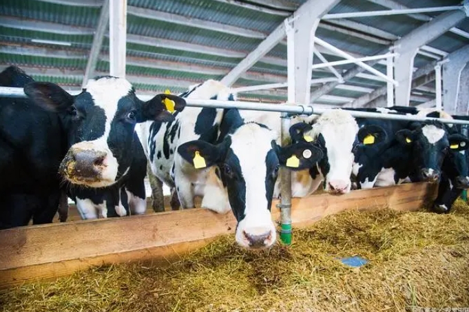 智慧養(yǎng)殖系統